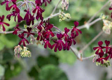 Pelargonia afrykańska – jakie ma właściwości?